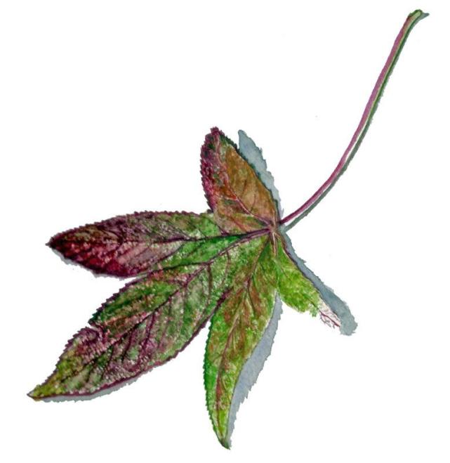 Sweetgum Leaf, watercolor painting by Mike Chambers